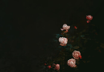 Moody flowers, romantic background