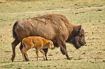 Fototapeta premium a big bison mother with her newborn calf