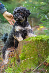 Portrait von Maltipu Hund, Malteser/Pudel Mix, im Wald 