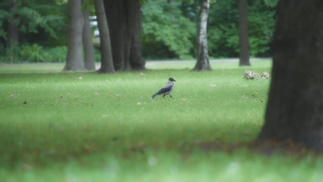 A grey crow walking on a green lawn in a park. Slow motion. 