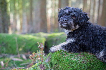 Portrait von Maltipu Hund, Malteser/Pudel Mix, im Wald 