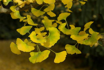 Yellow maidenhair leaves in autumn.