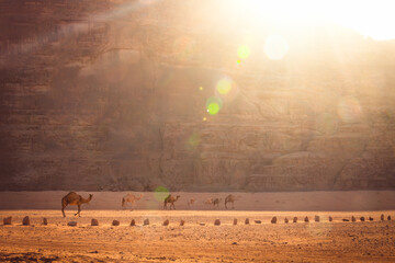Group of camels walk in scenic wadi rum desert in hazy beautiful morning light before sunrise. Cinematic Jordan landscapes. Visit famous middle east destination