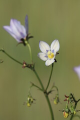 Obraz premium bee on a flower