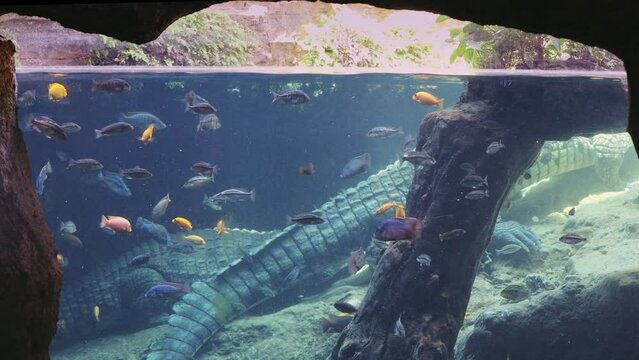 Various types of Fish Swimming inside a Big Blue Aquarium Tank