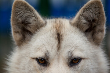 Sled Dog, Greenland