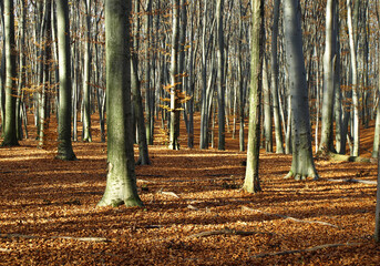 Autumn forest at sunset