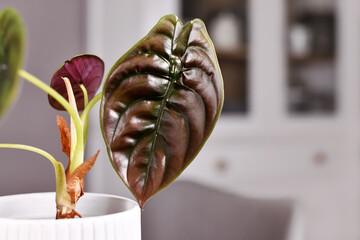 Leaf of exotic 'Alocasia Azlanii' houseplant with unusual metallic red color