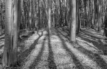 Autumn forest at sunset
