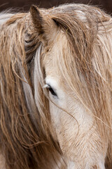 Icelandic Horse, Iceland