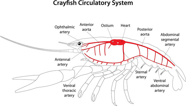 Crayfish Circulatory System.
