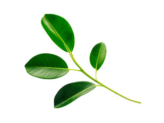 Branch with green leaves of ficus isolated on white background