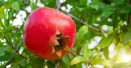 Bright beautiful pomegranate fruits hang on the branches of fruit platnation trees. Format banner header size, place for text.