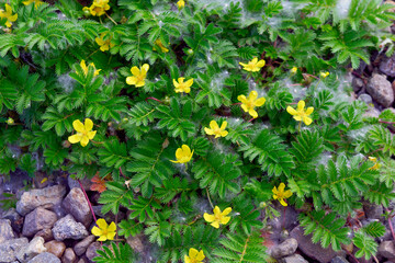 Closeup Potentilla anserina known as Argentina anserina with blurred background on meadow
