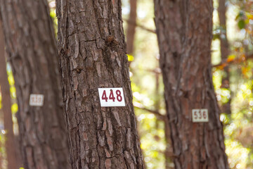 Tree numbering plates with numbers on the trunks. Accounting for trees in the zapodennoe forest....