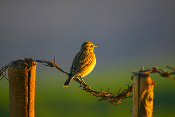 Whinchat (Saxicola rubetra) is a passerine bird native to Asia, Europe and Africa.