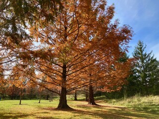 Fototapeta premium Dawn Redwood trees in autumn 