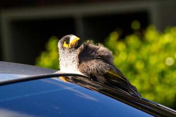 Australian Noisy Miner (Manorina melanocephala)