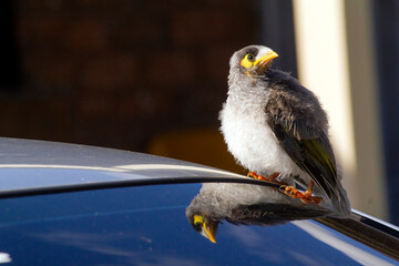 Australian Noisy Miner (Manorina melanocephala)
