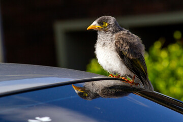 Australian Noisy Miner (Manorina melanocephala)