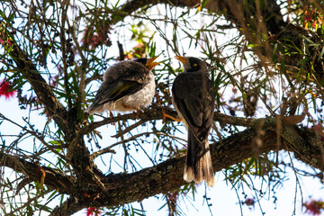 Australian Noisy Miner (Manorina melanocephala)