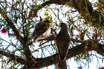 Australian Noisy Miner (Manorina melanocephala)