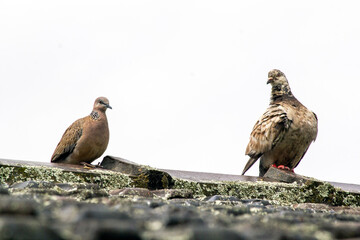 Leucistic Rock Dove (Columba livia)