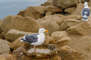 Portrait of seagull on rocky beach at Morro Bay harbor, California