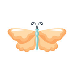 yellow beauty butterfly insect