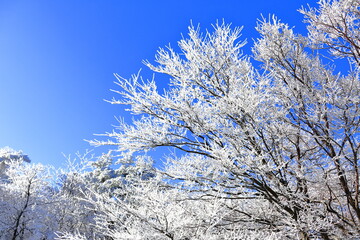 상고대가 아름답게 피어난 한라산의 겨울 풍경이다.