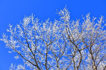 상고대가 아름답게 피어난 한라산의 겨울 풍경이다.