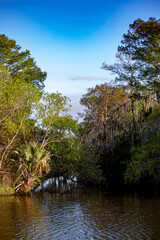 Sailing down the Swamp with Thousands of Trees and Plants Lining the Water in the Bayou outside of Lafitte, Louisiana, USA