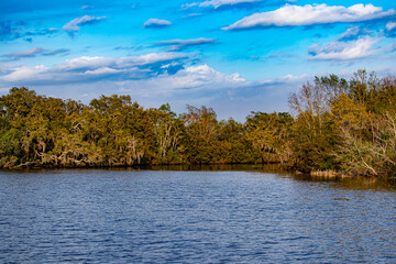 Obraz premium Beautiful Trees Contrast against the Blue Sky and the Murky Waters in the Bayou outside of Lafitte, Louisiana, USA