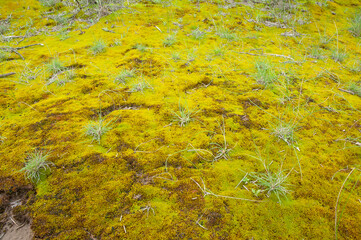 Moss on the wet ground, in a semi-desert environment, Peninsula Valdes, Patagonia, Argentina.