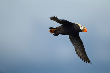 Puffin, Katmai National Park, Alaska