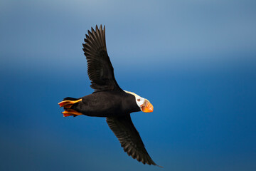 Puffin, Katmai National Park, Alaska