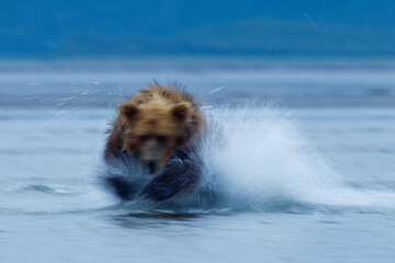 Grizzly Bear, Katmai National Park, Alaska