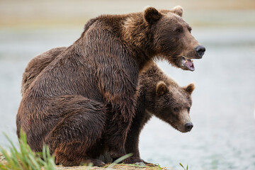 Grizzly Bear Mother and Cub, Katmai National Park, Alaska