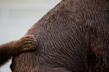 Grizzly Bear, Katmai National Park, Alaska