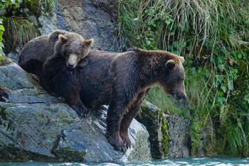 Brown Bears, Katmai National Park, Alaska