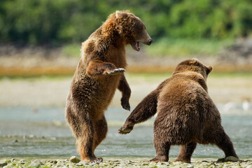 Brown Bears Fighting, Katmai National Park, Alaska