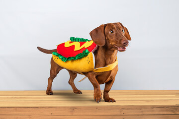 Dachshund dog posing in her hotdog suit, on a white background - obrazy, fototapety, plakaty