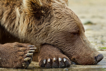 Sleeping Brown Bear, Katmai National Park, Alaska