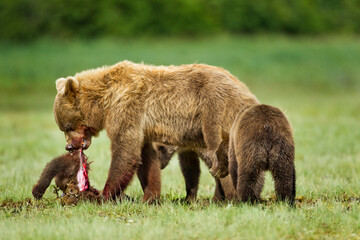 Brown Bear Feeding on Cub, Katmai National Park, Alaska
