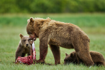 Brown Bear Feeding on Cub, Katmai National Park, Alaska