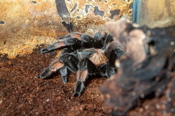 Emilia the Bird-eating spider. Brachypelma emilia.