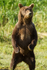 Standing Brown Bear, Katmai National Park, Alaska