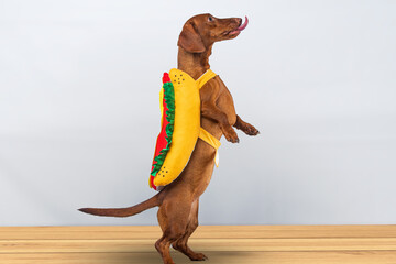 Dachshund dog posing in her hotdog suit, on a white background - obrazy, fototapety, plakaty