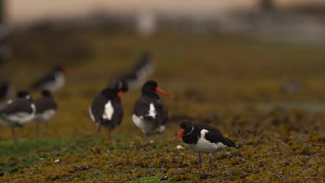 A Eurasian oystercatcher (Haematopus ostralegus) eating a mussel