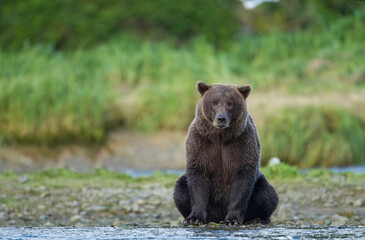 Brown Bear, Katmai National Park, Alaska